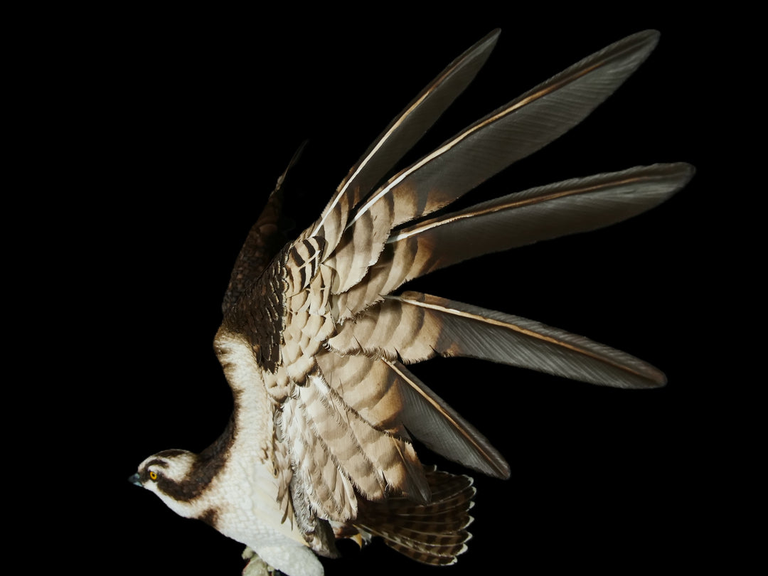 A dramatic paper sculpture of an osprey mid-flight, wings fully extended, clutching a rainbow trout in its talons. Featuring hand-cut, painted feathers in rich browns, creams, and ochres, with a vivid yellow eye and bold red markings on the fish. Set on a sculpted base representing water, with a fine outline of Scotland etched into the resin.