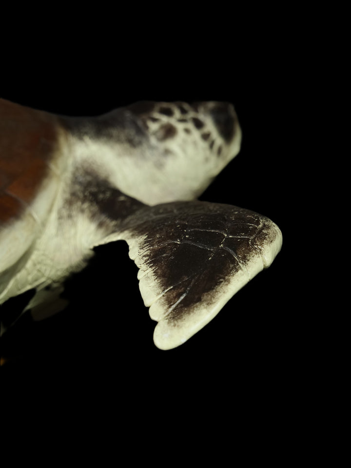 A sculptural representation of a Kemp’s Ridley sea turtle, gliding gracefully on a driftwood-style oak base. The sculpture features a hand-textured clay body with intricate surface detail, rich umber and sand-toned head markings, and a smooth oak shell that evokes aged patina and ocean-worn textures. On a black background