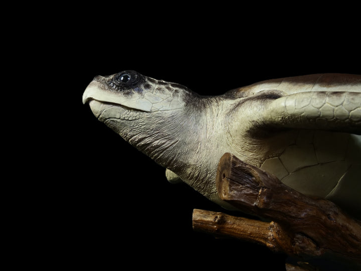 A sculptural representation of a Kemp’s Ridley sea turtle, gliding gracefully on a driftwood-style oak base. The sculpture features a hand-textured clay body with intricate surface detail, rich umber and sand-toned head markings, and a smooth oak shell that evokes aged patina and ocean-worn textures. On a black background