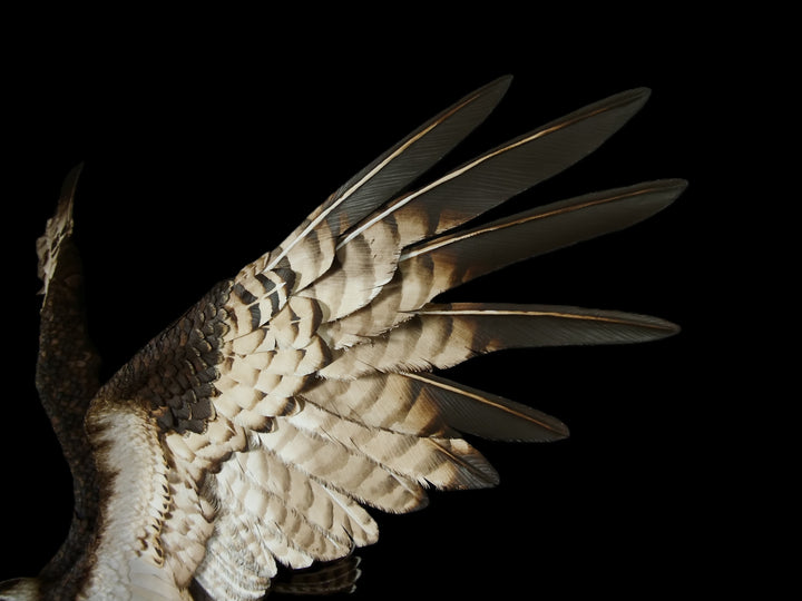 A dramatic paper sculpture of an osprey mid-flight, wings fully extended, clutching a rainbow trout in its talons. Featuring hand-cut, painted feathers in rich browns, creams, and ochres, with a vivid yellow eye and bold red markings on the fish. Set on a sculpted base representing water, with a fine outline of Scotland etched into the resin.