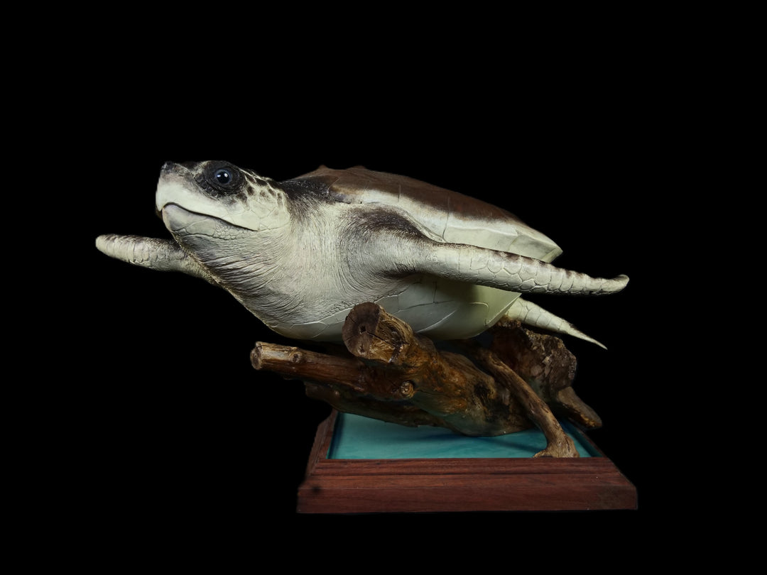 A sculptural representation of a Kemp’s Ridley sea turtle, gliding gracefully on a driftwood-style oak base. The sculpture features a hand-textured clay body with intricate surface detail, rich umber and sand-toned head markings, and a smooth oak shell that evokes aged patina and ocean-worn textures. On a black background