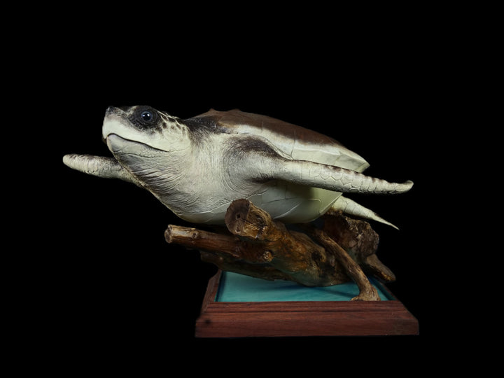 A sculptural representation of a Kemp’s Ridley sea turtle, gliding gracefully on a driftwood-style oak base. The sculpture features a hand-textured clay body with intricate surface detail, rich umber and sand-toned head markings, and a smooth oak shell that evokes aged patina and ocean-worn textures. On a black background