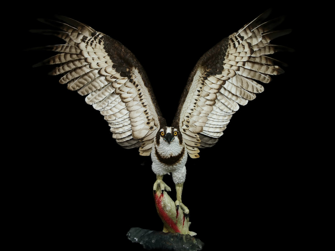 A dramatic paper sculpture of an osprey mid-flight, wings fully extended, clutching a rainbow trout in its talons. Featuring hand-cut, painted feathers in rich browns, creams, and ochres, with a vivid yellow eye and bold red markings on the fish. Set on a sculpted base representing water, with a fine outline of Scotland etched into the resin.