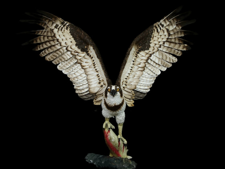 A dramatic paper sculpture of an osprey mid-flight, wings fully extended, clutching a rainbow trout in its talons. Featuring hand-cut, painted feathers in rich browns, creams, and ochres, with a vivid yellow eye and bold red markings on the fish. Set on a sculpted base representing water, with a fine outline of Scotland etched into the resin.