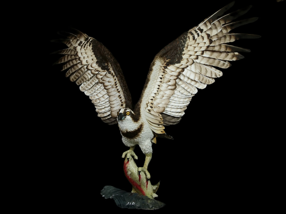 A dramatic paper sculpture of an osprey mid-flight, wings fully extended, clutching a rainbow trout in its talons. Featuring hand-cut, painted feathers in rich browns, creams, and ochres, with a vivid yellow eye and bold red markings on the fish. Set on a sculpted base representing water, with a fine outline of Scotland etched into the resin.