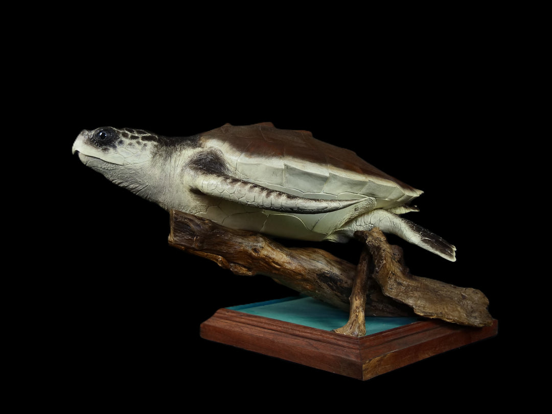 A sculptural representation of a Kemp’s Ridley sea turtle, gliding gracefully on a driftwood-style oak base. The sculpture features a hand-textured clay body with intricate surface detail, rich umber and sand-toned head markings, and a smooth oak shell that evokes aged patina and ocean-worn textures. On a black background