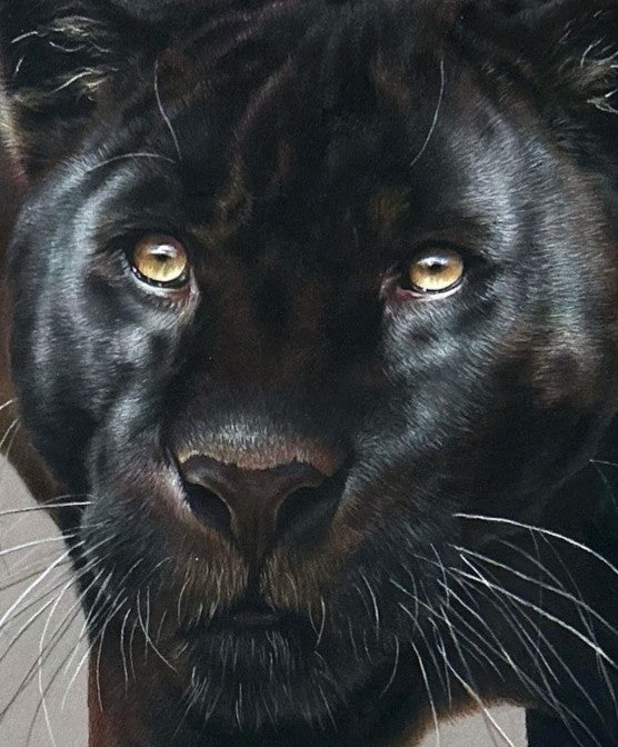 Jemma Worsfold’s Silent Shadow, hyper-real coloured pencil portrait of Neron the melanistic jaguar, golden eyes fixed ahead, sleek black coat with bronze-brown ghost rosettes, on dark grey pastelmat, capturing power, elegance, and predatory grace.