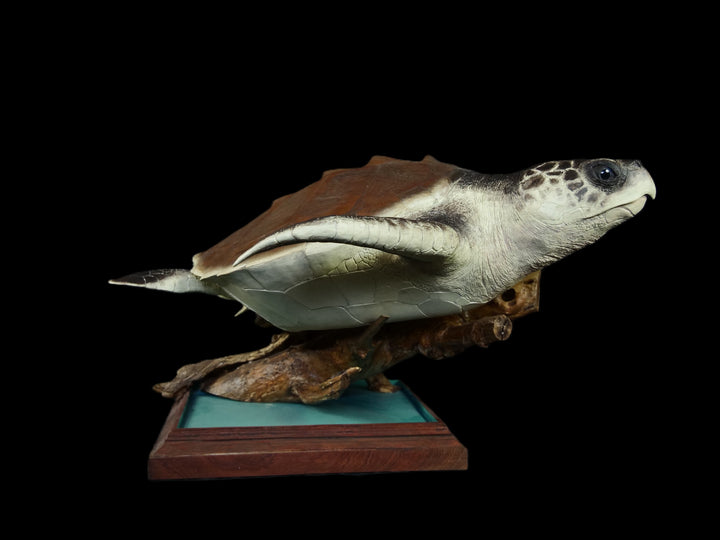 A sculptural representation of a Kemp’s Ridley sea turtle, gliding gracefully on a driftwood-style oak base. The sculpture features a hand-textured clay body with intricate surface detail, rich umber and sand-toned head markings, and a smooth oak shell that evokes aged patina and ocean-worn textures. On a black background