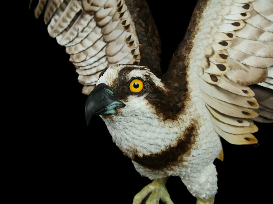 A dramatic paper sculpture of an osprey mid-flight, wings fully extended, clutching a rainbow trout in its talons. Featuring hand-cut, painted feathers in rich browns, creams, and ochres, with a vivid yellow eye and bold red markings on the fish. Set on a sculpted base representing water, with a fine outline of Scotland etched into the resin.