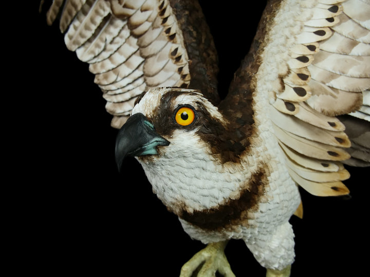 A dramatic paper sculpture of an osprey mid-flight, wings fully extended, clutching a rainbow trout in its talons. Featuring hand-cut, painted feathers in rich browns, creams, and ochres, with a vivid yellow eye and bold red markings on the fish. Set on a sculpted base representing water, with a fine outline of Scotland etched into the resin.