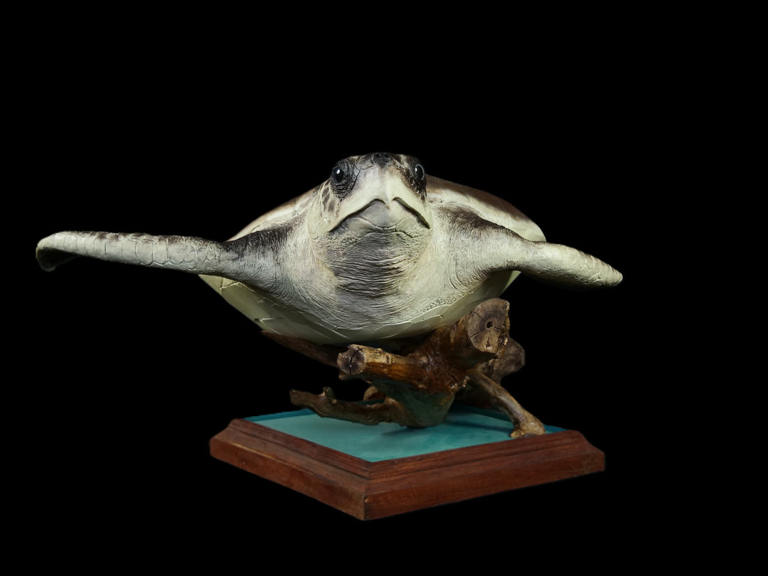A sculptural representation of a Kemp’s Ridley sea turtle, gliding gracefully on a driftwood-style oak base. The sculpture features a hand-textured clay body with intricate surface detail, rich umber and sand-toned head markings, and a smooth oak shell that evokes aged patina and ocean-worn textures. On a black background