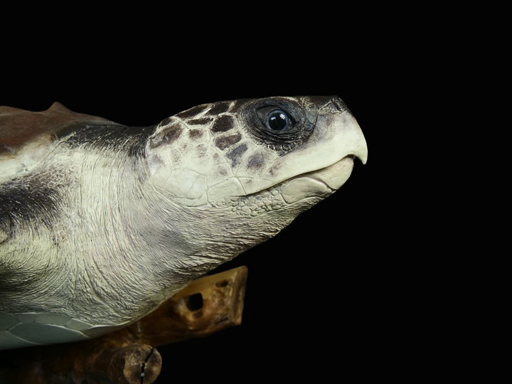 A sculptural representation of a Kemp’s Ridley sea turtle, gliding gracefully on a driftwood-style oak base. The sculpture features a hand-textured clay body with intricate surface detail, rich umber and sand-toned head markings, and a smooth oak shell that evokes aged patina and ocean-worn textures. On a black background