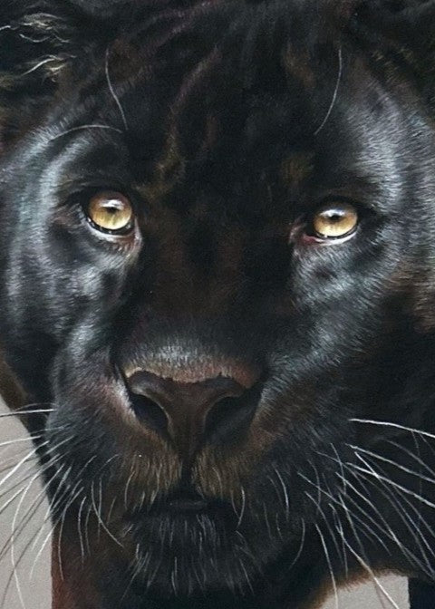 Jemma Worsfold’s Silent Shadow, hyper-real coloured pencil portrait of Neron the melanistic jaguar, golden eyes fixed ahead, sleek black coat with bronze-brown ghost rosettes, on dark grey pastelmat, capturing power, elegance, and predatory grace.