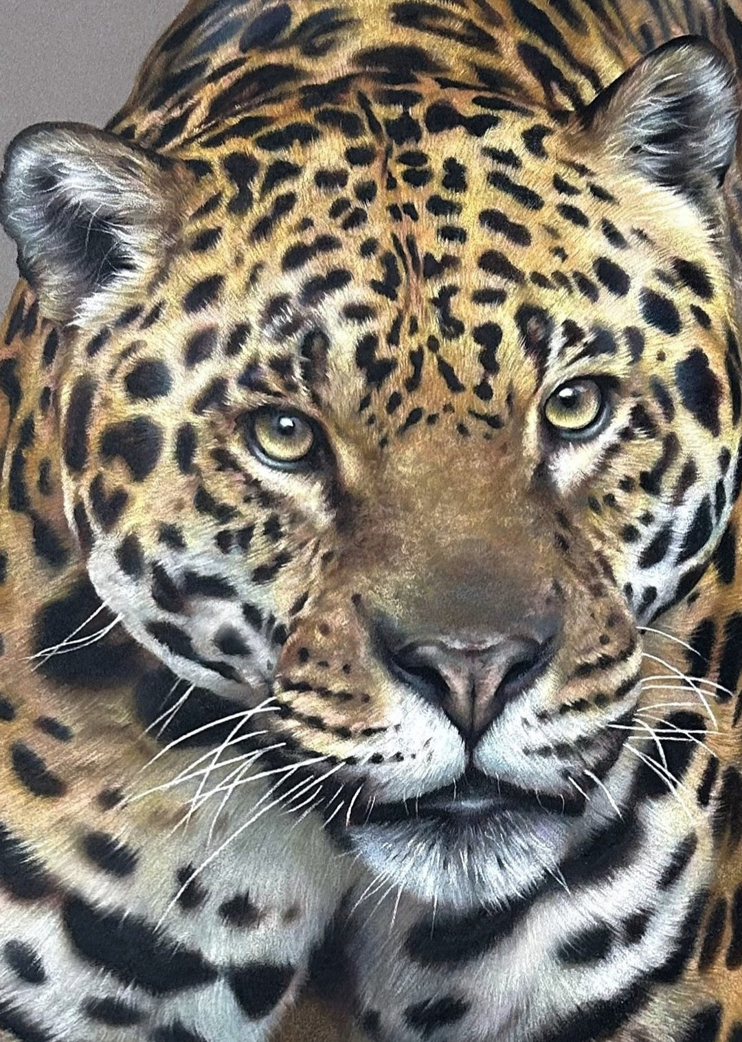 Realistic coloured pencil drawing of a walking jaguar on dark grey pastelmat board, showing intense gaze and detailed spotted fur with artist holding artwork.