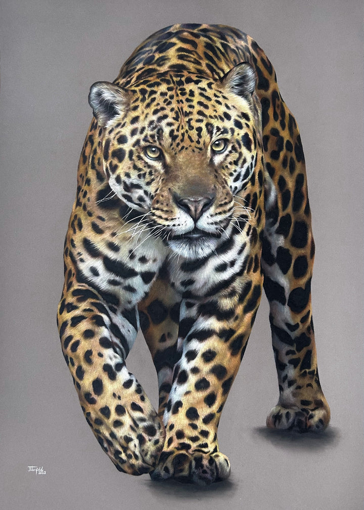 Realistic coloured pencil drawing of a walking jaguar on dark grey pastelmat board, showing intense gaze and detailed spotted fur with artist holding artwork.