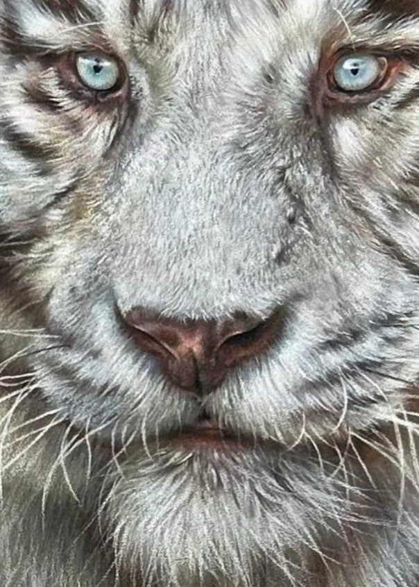 Hyperrealistic coloured pencil drawing of a leucistic Bengal tiger titled Whitewalker, created by Jemma Worsfold. The tiger, named Mohan, is depicted mid-step with striking blue eyes and soft white fur marked by light brown stripes, rendered in exquisite detail on dark grey pastelmat board.