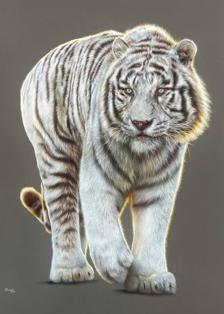 Hyperrealistic coloured pencil drawing of a leucistic Bengal tiger titled Whitewalker, created by Jemma Worsfold. The tiger, named Mohan, is depicted mid-step with striking blue eyes and soft white fur marked by light brown stripes, rendered in exquisite detail on dark grey pastelmat board.