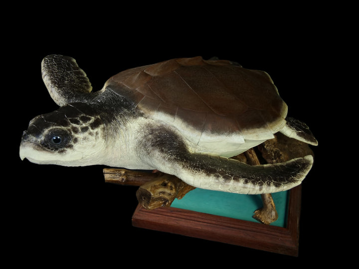A sculptural representation of a Kemp’s Ridley sea turtle, gliding gracefully on a driftwood-style oak base. The sculpture features a hand-textured clay body with intricate surface detail, rich umber and sand-toned head markings, and a smooth oak shell that evokes aged patina and ocean-worn textures. On a black background