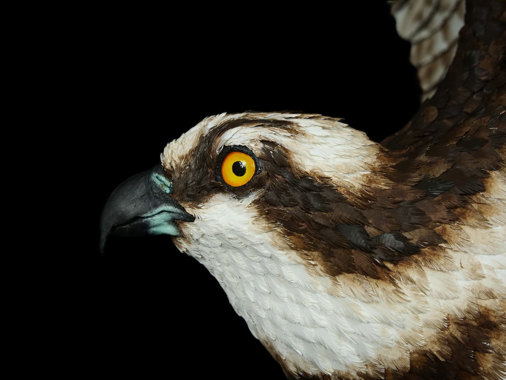 A dramatic paper sculpture of an osprey mid-flight, wings fully extended, clutching a rainbow trout in its talons. Featuring hand-cut, painted feathers in rich browns, creams, and ochres, with a vivid yellow eye and bold red markings on the fish. Set on a sculpted base representing water, with a fine outline of Scotland etched into the resin.