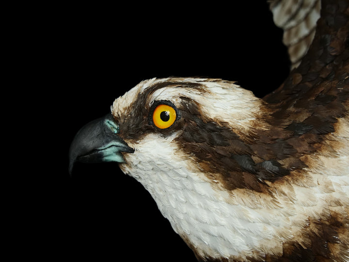 A dramatic paper sculpture of an osprey mid-flight, wings fully extended, clutching a rainbow trout in its talons. Featuring hand-cut, painted feathers in rich browns, creams, and ochres, with a vivid yellow eye and bold red markings on the fish. Set on a sculpted base representing water, with a fine outline of Scotland etched into the resin.
