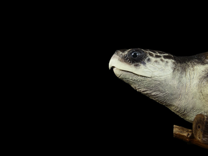 A sculptural representation of a Kemp’s Ridley sea turtle, gliding gracefully on a driftwood-style oak base. The sculpture features a hand-textured clay body with intricate surface detail, rich umber and sand-toned head markings, and a smooth oak shell that evokes aged patina and ocean-worn textures. On a black background