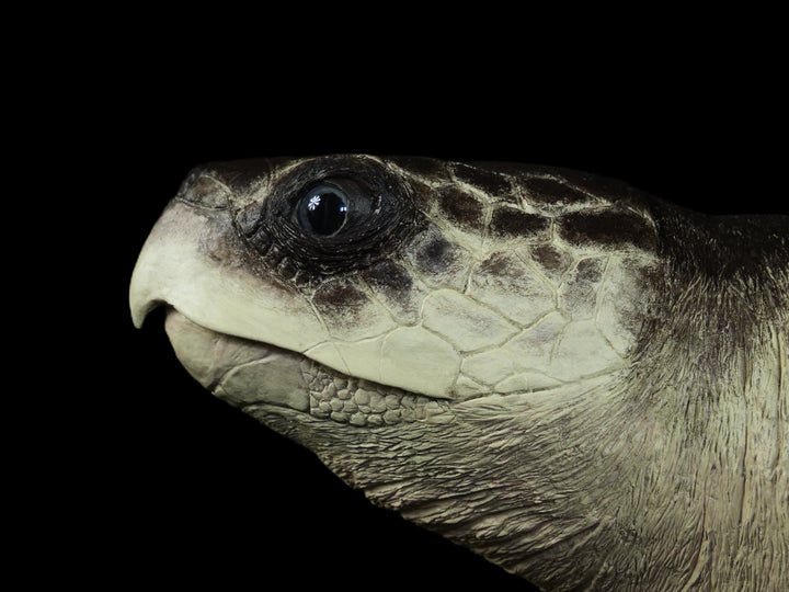 A sculptural representation of a Kemp’s Ridley sea turtle, gliding gracefully on a driftwood-style oak base. The sculpture features a hand-textured clay body with intricate surface detail, rich umber and sand-toned head markings, and a smooth oak shell that evokes aged patina and ocean-worn textures. On a black background