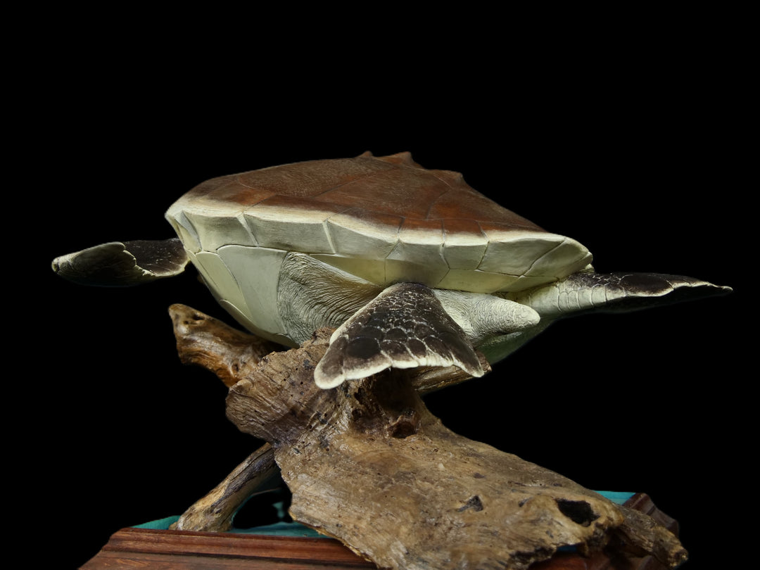A sculptural representation of a Kemp’s Ridley sea turtle, gliding gracefully on a driftwood-style oak base. The sculpture features a hand-textured clay body with intricate surface detail, rich umber and sand-toned head markings, and a smooth oak shell that evokes aged patina and ocean-worn textures. On a black background
