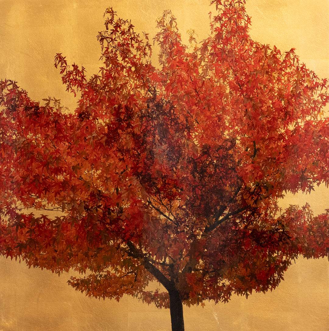 Fine art photographic print of an Acer triflorium tree in full autumn colour, vivid red and burnt orange leaves set against a shimmering gold background. Created using acrylic paint and organic photographic pigment, this mixed media botanical artwork captures the beauty of seasonal change with a rich, luminous finish.