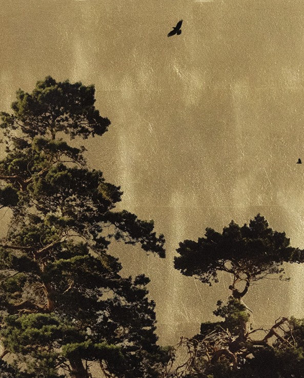 Robert Pereira Hind’s Arboretum Pinus, a mixed media artwork featuring three tall pine trees with rich green foliage and textured trunks, silhouetted against a luminous gold-leaf background, with black birds in flight. Created using acrylic paint and organic photographic pigment on gilded wooden panel, finished with shellac and art glazes. The piece captures botanical elegance and radiates warmth as ambient light reflects off the gilded surface, designed to develop a soft patina over time.