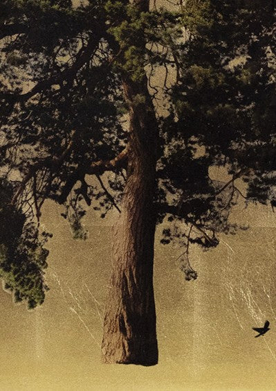 Robert Pereira Hind’s Arboretum Pinus, a mixed media artwork featuring three tall pine trees with rich green foliage and textured trunks, silhouetted against a luminous gold-leaf background, with black birds in flight. Created using acrylic paint and organic photographic pigment on gilded wooden panel, finished with shellac and art glazes. The piece captures botanical elegance and radiates warmth as ambient light reflects off the gilded surface, designed to develop a soft patina over time.