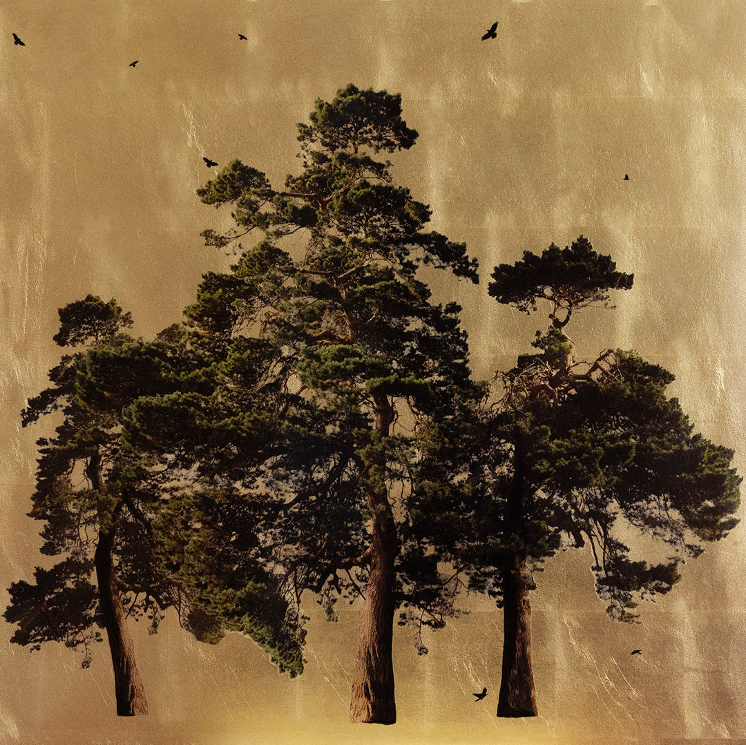 Robert Pereira Hind’s Arboretum Pinus, a mixed media artwork featuring three tall pine trees with rich green foliage and textured trunks, silhouetted against a luminous gold-leaf background, with black birds in flight. Created using acrylic paint and organic photographic pigment on gilded wooden panel, finished with shellac and art glazes. The piece captures botanical elegance and radiates warmth as ambient light reflects off the gilded surface, designed to develop a soft patina over time.