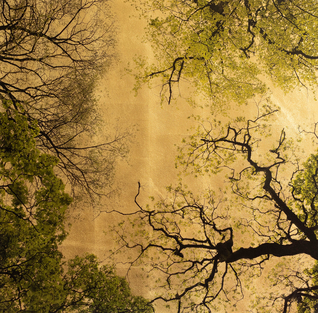 Robert Pereira Hind’s Arboris Folium III, a large-scale mixed media artwork depicting intricate tree branches and fresh spring foliage viewed from below, silhouetted against a luminous gold-leaf background. Created using acrylic paint and organic photographic pigment on gilded wooden panel, finished with shellac and art glazes. The piece captures the beauty of seasonal renewal, with natural light reflecting warmly off the golden surface, designed to oxidise over time into a soft, atmospheric patina.