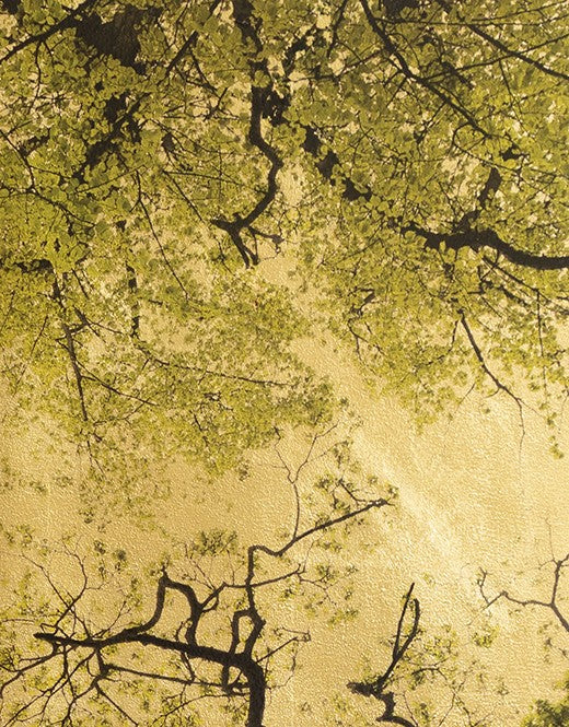 Robert Pereira Hind’s Arboris Folium III, a large-scale mixed media artwork depicting intricate tree branches and fresh spring foliage viewed from below, silhouetted against a luminous gold-leaf background. Created using acrylic paint and organic photographic pigment on gilded wooden panel, finished with shellac and art glazes. The piece captures the beauty of seasonal renewal, with natural light reflecting warmly off the golden surface, designed to oxidise over time into a soft, atmospheric patina.
