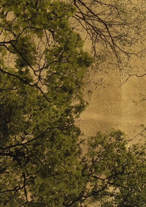 Robert Pereira Hind’s Arboris Folium III, a large-scale mixed media artwork depicting intricate tree branches and fresh spring foliage viewed from below, silhouetted against a luminous gold-leaf background. Created using acrylic paint and organic photographic pigment on gilded wooden panel, finished with shellac and art glazes. The piece captures the beauty of seasonal renewal, with natural light reflecting warmly off the golden surface, designed to oxidise over time into a soft, atmospheric patina.