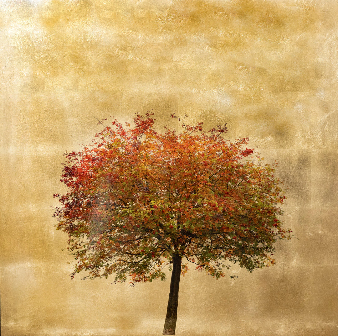Robert Pereira Hind’s Autumn Sorbus, a large-scale mixed media artwork capturing the rich autumnal hues of a solitary rowan tree against a lustrous gold-leaf background. Created using acrylic paint and organic photographic pigment on gilded wooden panel, finished with shellac and art glazes. The composition glows with warm reds, oranges, and greens, evoking the seasonal transition and reflecting ambient light. Over time, the gold surface will naturally oxidise, developing a soft patina deepening the beauty.