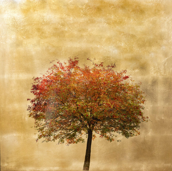 Robert Pereira Hind’s Autumn Sorbus, a large-scale mixed media artwork capturing the rich autumnal hues of a solitary rowan tree against a lustrous gold-leaf background. Created using acrylic paint and organic photographic pigment on gilded wooden panel, finished with shellac and art glazes. The composition glows with warm reds, oranges, and greens, evoking the seasonal transition and reflecting ambient light. Over time, the gold surface will naturally oxidise, developing a soft patina deepening the beauty.