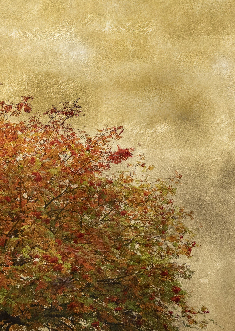 Robert Pereira Hind’s Autumn Sorbus, a large-scale mixed media artwork capturing the rich autumnal hues of a solitary rowan tree against a lustrous gold-leaf background. Created using acrylic paint and organic photographic pigment on gilded wooden panel, finished with shellac and art glazes. The composition glows with warm reds, oranges, and greens, evoking the seasonal transition and reflecting ambient light. Over time, the gold surface will naturally oxidise, developing a soft patina deepening the beauty.