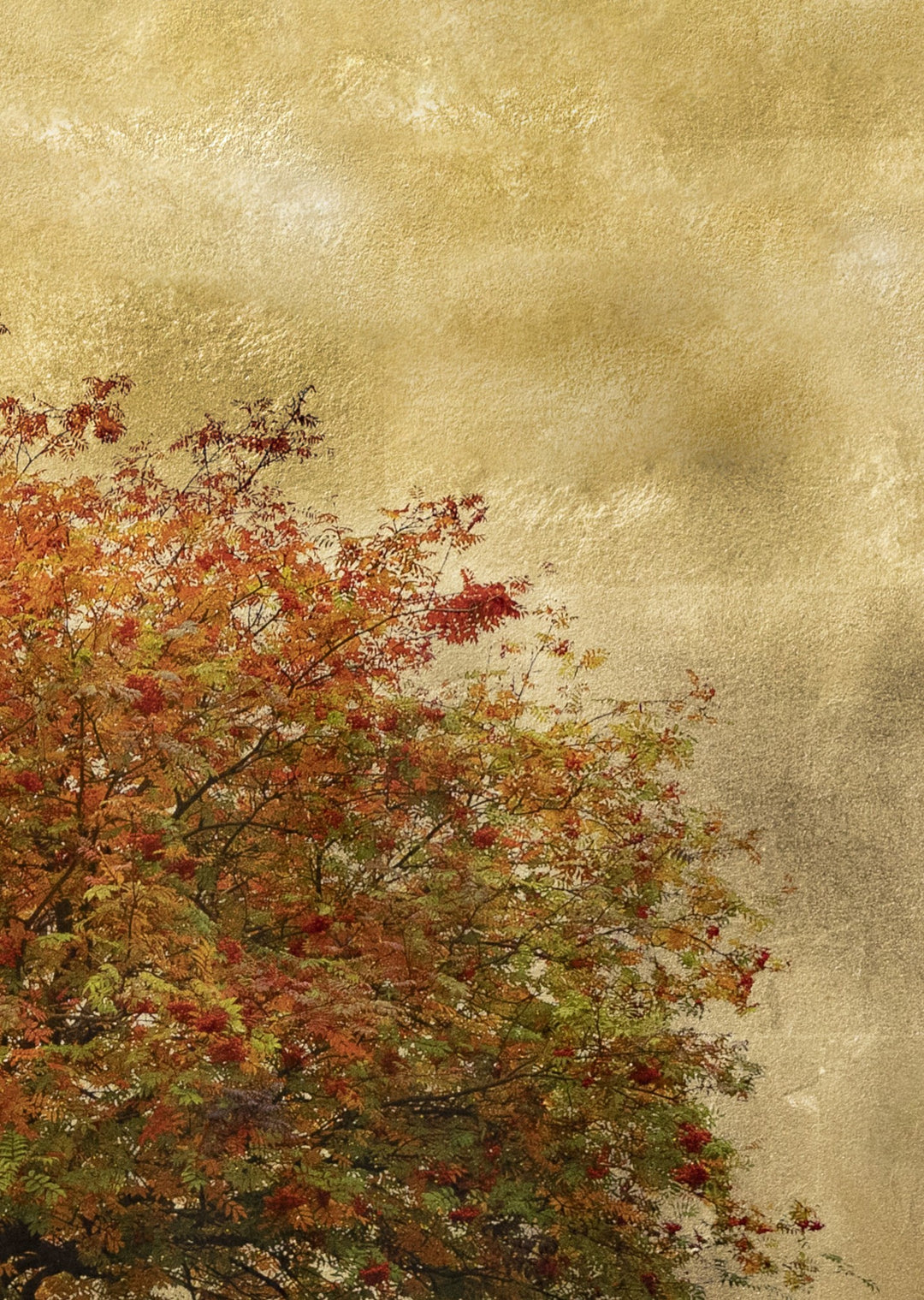 Robert Pereira Hind’s Autumn Sorbus, a large-scale mixed media artwork capturing the rich autumnal hues of a solitary rowan tree against a lustrous gold-leaf background. Created using acrylic paint and organic photographic pigment on gilded wooden panel, finished with shellac and art glazes. The composition glows with warm reds, oranges, and greens, evoking the seasonal transition and reflecting ambient light. Over time, the gold surface will naturally oxidise, developing a soft patina deepening the beauty.