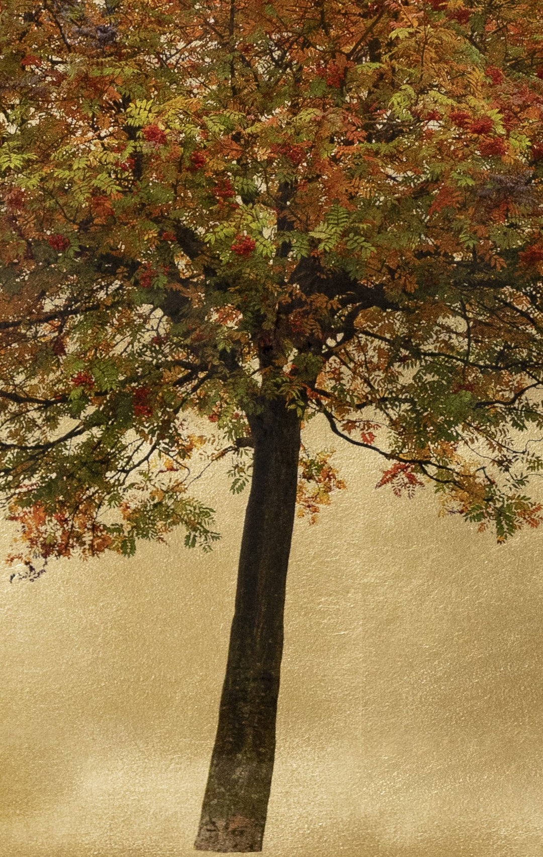 Robert Pereira Hind’s Autumn Sorbus, a large-scale mixed media artwork capturing the rich autumnal hues of a solitary rowan tree against a lustrous gold-leaf background. Created using acrylic paint and organic photographic pigment on gilded wooden panel, finished with shellac and art glazes. The composition glows with warm reds, oranges, and greens, evoking the seasonal transition and reflecting ambient light. Over time, the gold surface will naturally oxidise, developing a soft patina deepening the beauty.