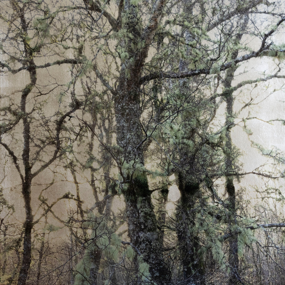 Robert Pereira Hind’s Betula Silva I (Silver), a mixed media artwork depicting a dense grove of silver birch trees with moss-covered branches, set against a luminous silver-gilded background. Created using acrylic paint and organic photographic pigment on gilded wooden panel, finished with shellac and art glazes. The intricate branches and delicate green tones contrast with the reflective metallic surface, which will naturally oxidise over time, developing a soft patina and atmospheric depth.