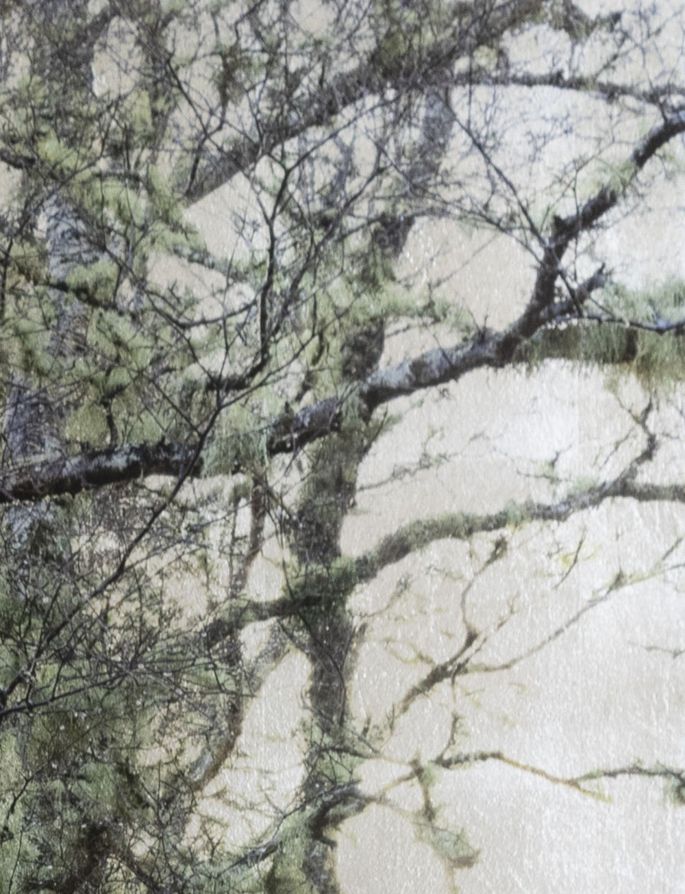 Robert Pereira Hind’s Betula Silva I (Silver), a mixed media artwork depicting a dense grove of silver birch trees with moss-covered branches, set against a luminous silver-gilded background. Created using acrylic paint and organic photographic pigment on gilded wooden panel, finished with shellac and art glazes. The intricate branches and delicate green tones contrast with the reflective metallic surface, which will naturally oxidise over time, developing a soft patina and atmospheric depth.
