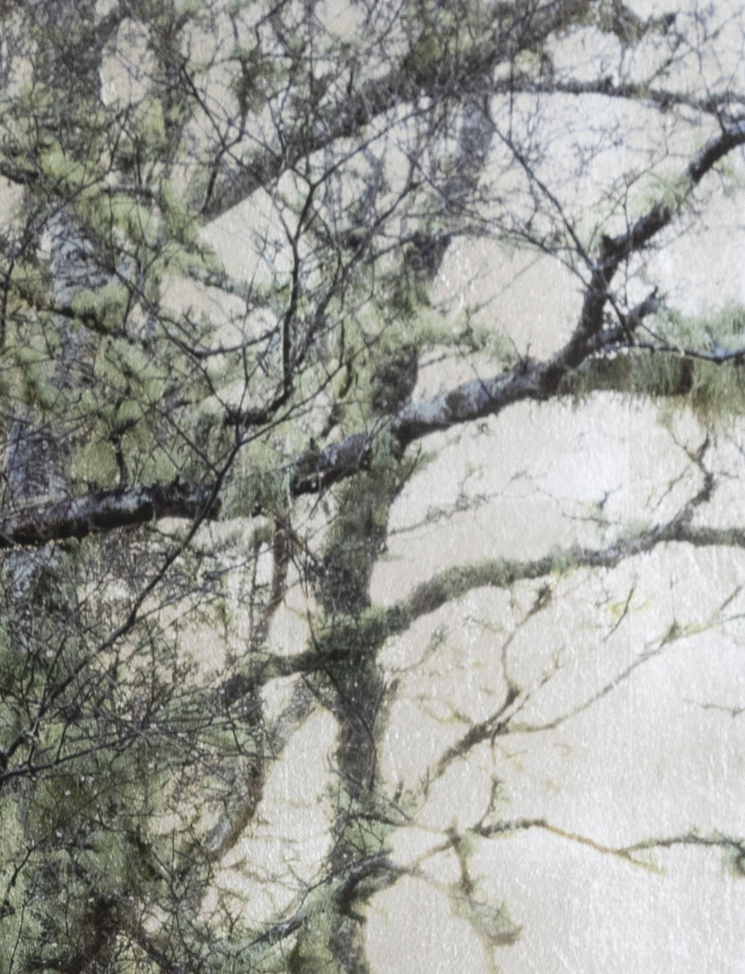 Robert Pereira Hind’s Betula Silva I (Silver), a mixed media artwork depicting a dense grove of silver birch trees with moss-covered branches, set against a luminous silver-gilded background. Created using acrylic paint and organic photographic pigment on gilded wooden panel, finished with shellac and art glazes. The intricate branches and delicate green tones contrast with the reflective metallic surface, which will naturally oxidise over time, developing a soft patina and atmospheric depth.