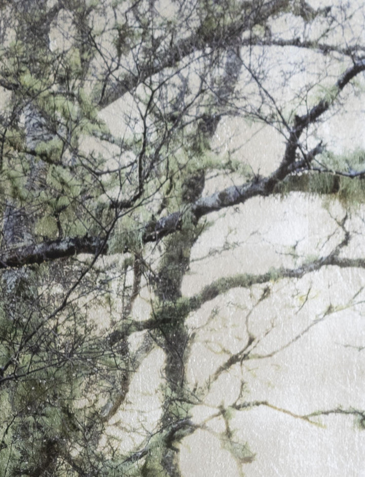 Robert Pereira Hind’s Betula Silva I (Silver), a mixed media artwork depicting a dense grove of silver birch trees with moss-covered branches, set against a luminous silver-gilded background. Created using acrylic paint and organic photographic pigment on gilded wooden panel, finished with shellac and art glazes. The intricate branches and delicate green tones contrast with the reflective metallic surface, which will naturally oxidise over time, developing a soft patina and atmospheric depth.
