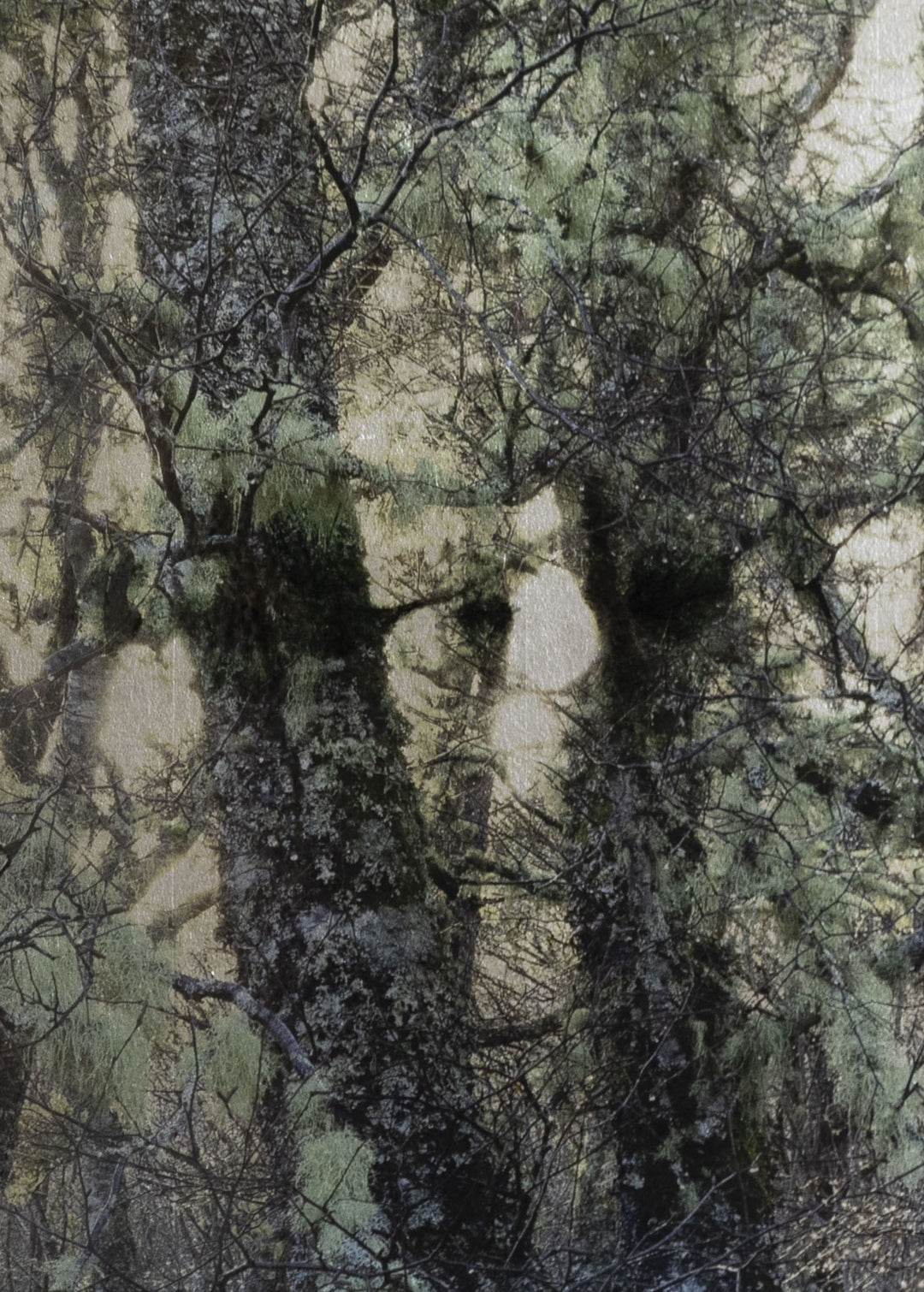Robert Pereira Hind’s Betula Silva I (Silver), a mixed media artwork depicting a dense grove of silver birch trees with moss-covered branches, set against a luminous silver-gilded background. Created using acrylic paint and organic photographic pigment on gilded wooden panel, finished with shellac and art glazes. The intricate branches and delicate green tones contrast with the reflective metallic surface, which will naturally oxidise over time, developing a soft patina and atmospheric depth.