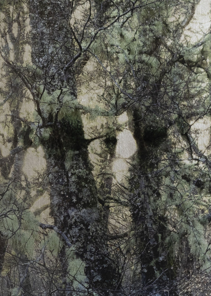 Robert Pereira Hind’s Betula Silva I (Silver), a mixed media artwork depicting a dense grove of silver birch trees with moss-covered branches, set against a luminous silver-gilded background. Created using acrylic paint and organic photographic pigment on gilded wooden panel, finished with shellac and art glazes. The intricate branches and delicate green tones contrast with the reflective metallic surface, which will naturally oxidise over time, developing a soft patina and atmospheric depth.