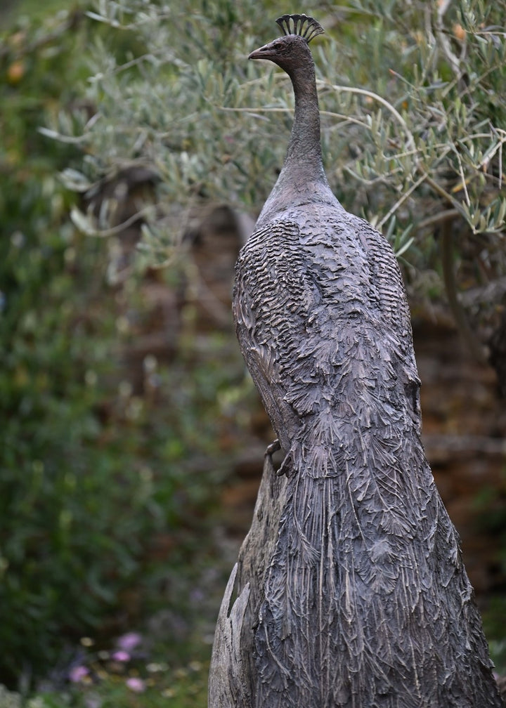 ‘Peacock Life Size’ by Hamish Mackie, a life-size limited-edition bronze bird sculpture depicting a majestic peacock standing upright on an ancient, weathered tree root. The sculpture features an elegant neck, finely textured plumage and an exceptionally long, folded tail cascading towards the ground. Finished in dark, natural bronze with intricate feather detailing, this contemporary wildlife sculpture captures the distinctive form and presence of a peacock.