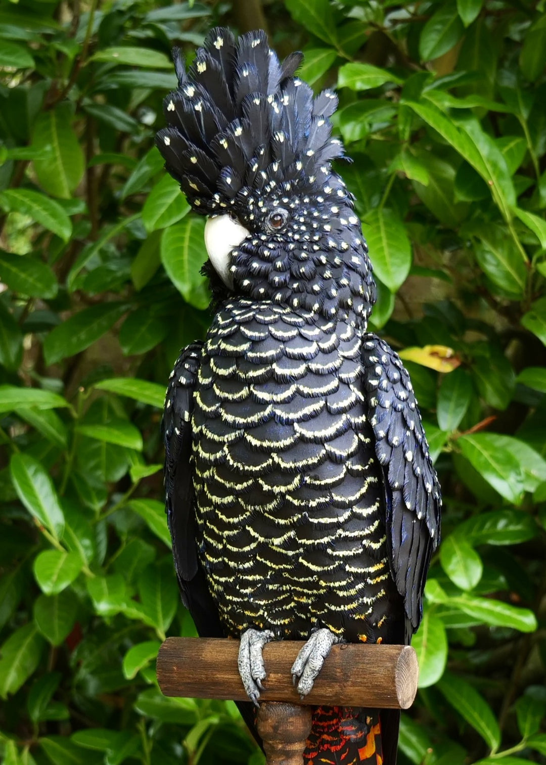 A highly detailed paper sculpture of a Red-tailed Black Cockatoo perched confidently on a wooden post, with jet black plumage dotted in pale yellow and ivory, a curved bone-coloured beak, and bold red-orange tail feathers, set against lush green foliage.