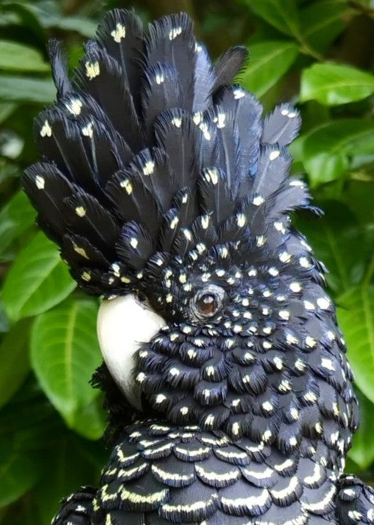 A highly detailed paper sculpture of a Red-tailed Black Cockatoo perched confidently on a wooden post, with jet black plumage dotted in pale yellow and ivory, a curved bone-coloured beak, and bold red-orange tail feathers, set against lush green foliage.