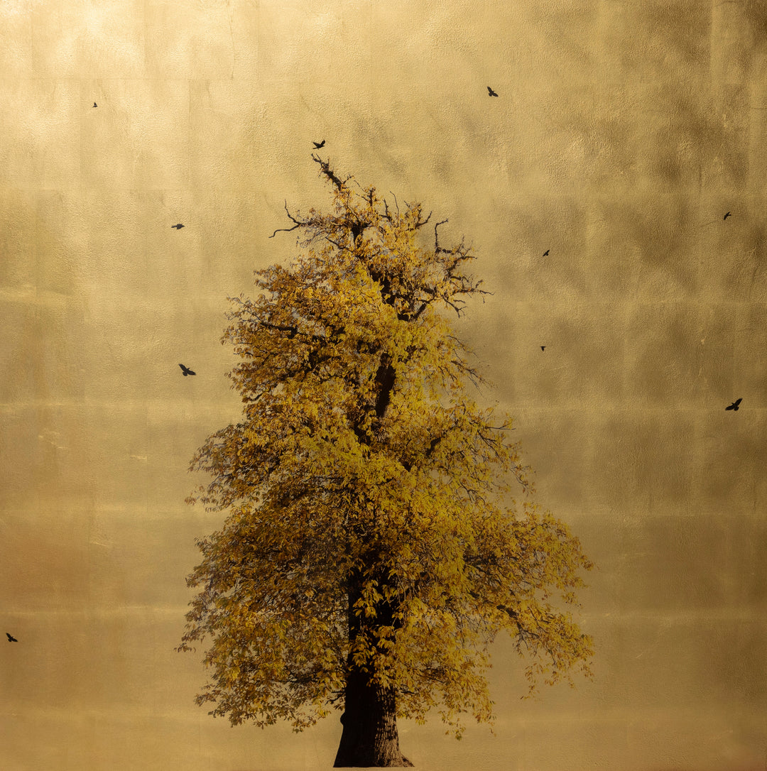 Robert Pereira Hind’s Castanea Sativa In Excelsis, a striking mixed media artwork depicting a majestic sweet chestnut tree in full golden autumn foliage, surrounded by small black birds in flight. Set against a luminous gold-leaf background, the composition balances natural beauty with refined minimalism. Created using acrylic paint and organic photographic pigment on a gilded wooden panel, finished with shellac and art glazes. The gold surface will naturally oxidise over time, creating a rich patina.