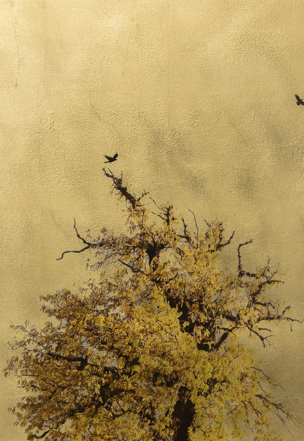 Robert Pereira Hind’s Castanea Sativa In Excelsis, a striking mixed media artwork depicting a majestic sweet chestnut tree in full golden autumn foliage, surrounded by small black birds in flight. Set against a luminous gold-leaf background, the composition balances natural beauty with refined minimalism. Created using acrylic paint and organic photographic pigment on a gilded wooden panel, finished with shellac and art glazes. The gold surface will naturally oxidise over time, creating a rich patina.